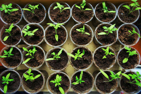 The Beautiful little seedlings in cups close up.の写真素材