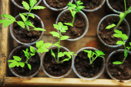 The Beautiful little seedlings in cups close up.の写真素材