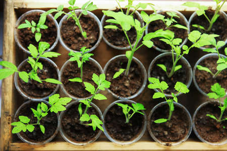The Beautiful little seedlings in cups close up.の写真素材