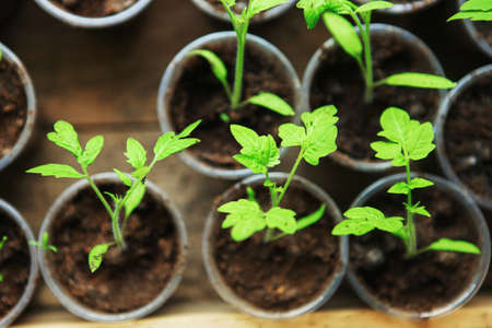 The Beautiful little seedlings in cups close up.の写真素材