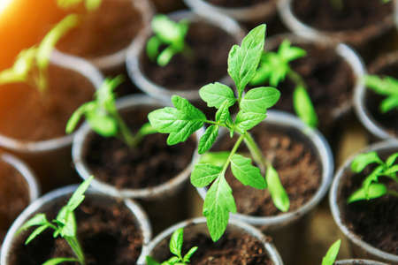The Beautiful little seedlings in cups close up.の写真素材