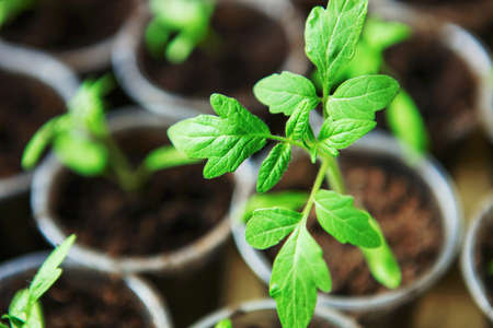 The Beautiful little seedlings in cups close up.の写真素材
