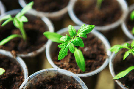 The Beautiful little seedlings in cups close up.の写真素材