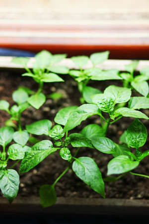 The Beautiful little seedlings in cups close up.の写真素材