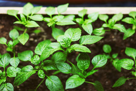 The Beautiful little seedlings in cups close up.の写真素材