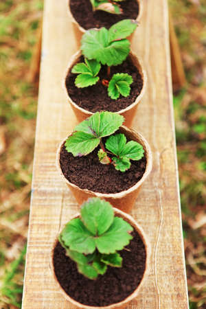 The Beautiful little seedlings in cups close up.の写真素材
