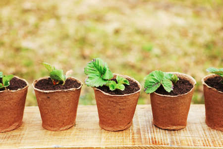 The Beautiful little seedlings in cups close up.の写真素材