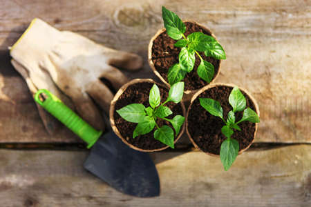 The Beautiful little seedlings in cups close up.の写真素材