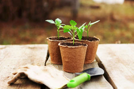 The Beautiful little seedlings in cups close up.の写真素材