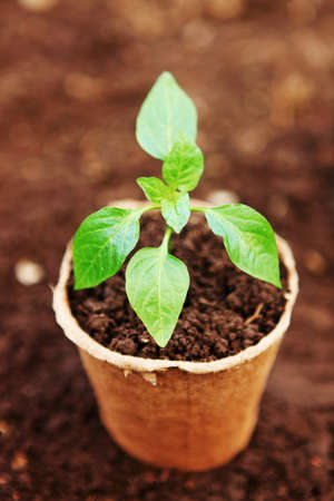 The Beautiful little seedlings in cups close up.の写真素材