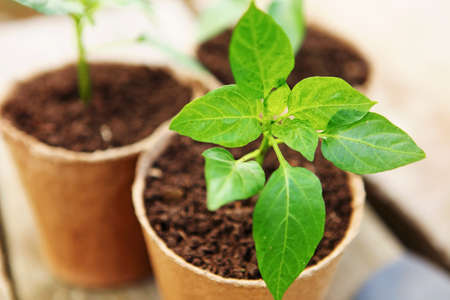 The Beautiful little seedlings in cups close up.の写真素材