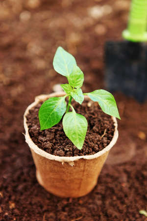 The Beautiful little seedlings in cups close up.の写真素材