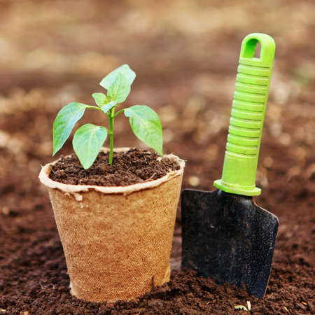 The Beautiful little seedlings in cups close up.の写真素材