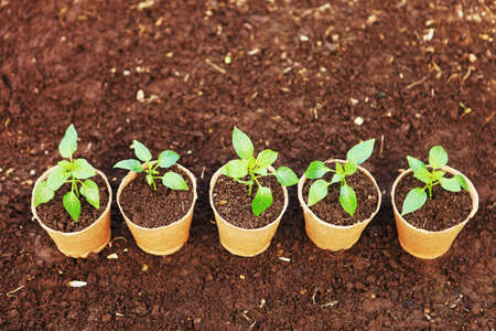 The Beautiful little seedlings in cups close up.の写真素材