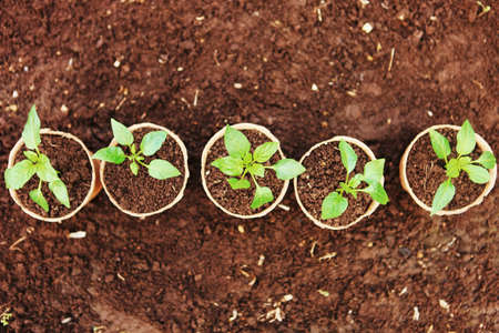 The Beautiful little seedlings in cups close up.の写真素材