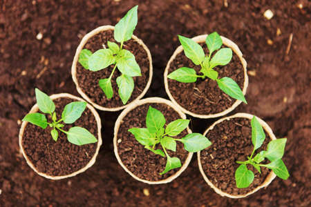 The Beautiful little seedlings in cups close up.の写真素材