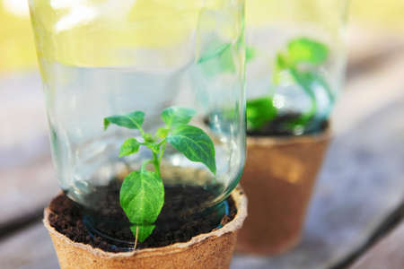 The Beautiful little seedlings in cups close up.の写真素材