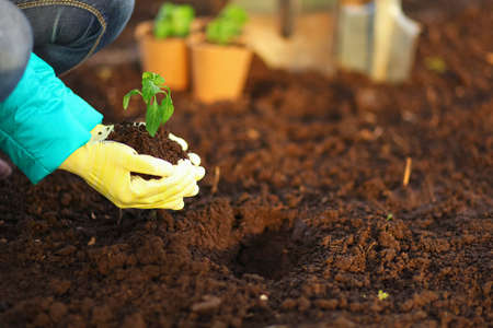 The Beautiful little seedlings in cups close up.の写真素材