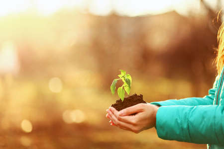 The Beautiful little seedlings in cups close up.の写真素材