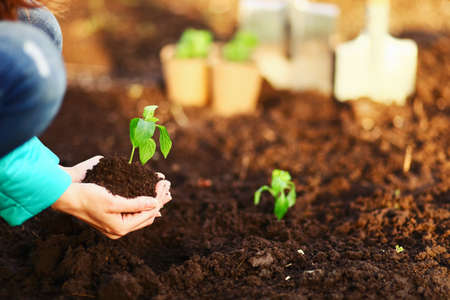 The Beautiful little seedlings in cups close up.の写真素材