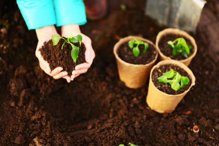 The Beautiful little seedlings in cups close up.の写真素材