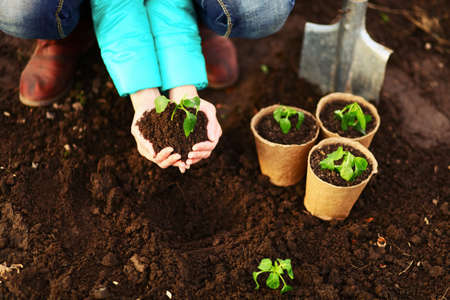 The Beautiful little seedlings in cups close up.の写真素材