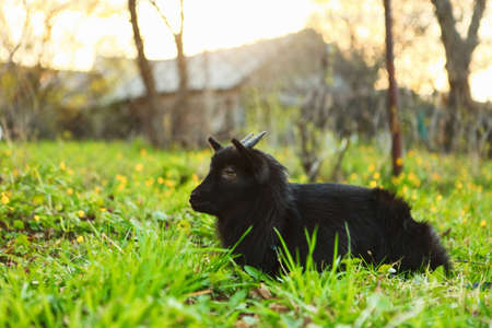 The black goat resting a eat green grass.の写真素材