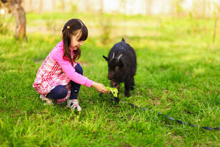 The Children happy outdoors feeding a goats.の写真素材