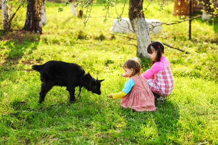 The Children happy outdoors feeding a goats.の写真素材