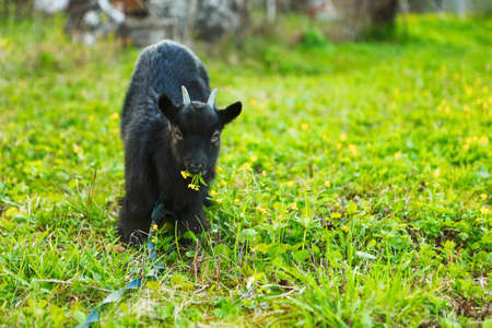The black goat resting a eat green grass.