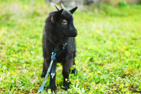 The black goat resting a eat green grass.の写真素材