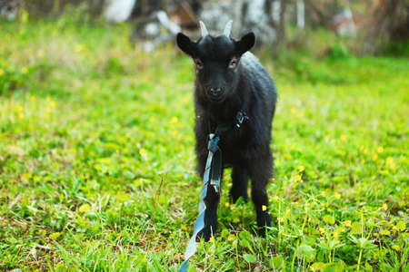 The black goat resting a eat green grass.の写真素材