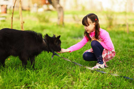 The Children happy outdoors feeding a goats.の写真素材