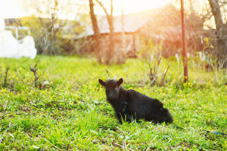 The black goat resting a eat green grass.の写真素材