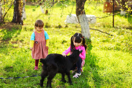 The Children happy outdoors feeding a goats.の写真素材