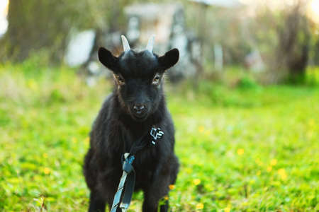 The black goat resting a eat green grass.の写真素材
