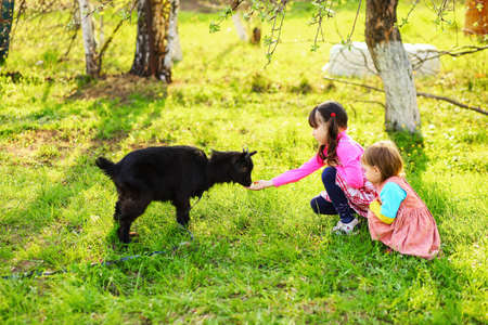The Children happy outdoors feeding a goats.の写真素材