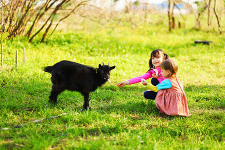 The Children happy outdoors feeding a goats.の写真素材
