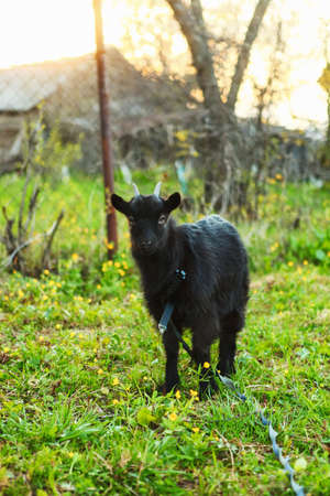 The black goat resting a eat green grass.の写真素材