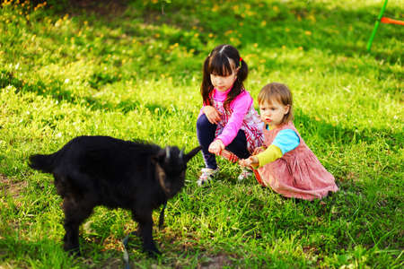 The Children happy outdoors feeding a goats.の写真素材