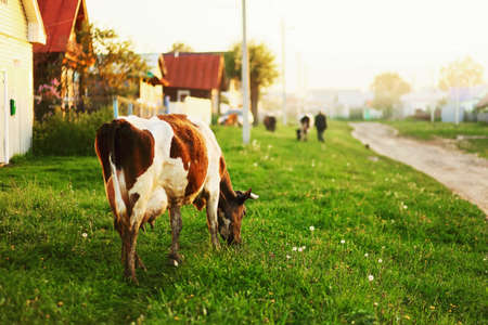 The cow eats the grass going through the village.の写真素材