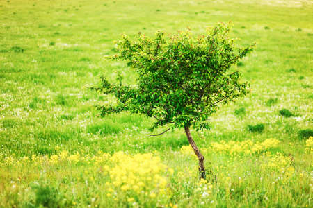 The flowers yellow background a close up.の写真素材