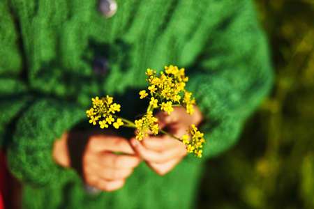 The flower yellow in hands a closeup.の写真素材