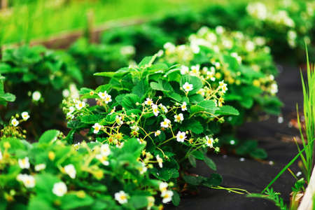 The garden strawberries are blooming beautifully in beds.の写真素材