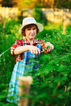 The senior woman work in the garden.の写真素材