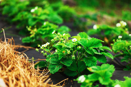 The garden strawberries are blooming beautifully in beds.の写真素材
