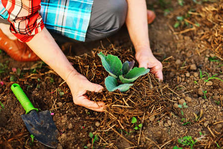 The senior woman work in the garden.の写真素材