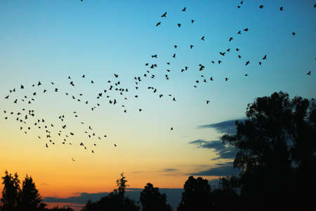 The flock of crows fly over a tree.の写真素材