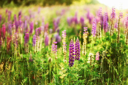 The Beautiful flowers a lupins in nature.の写真素材