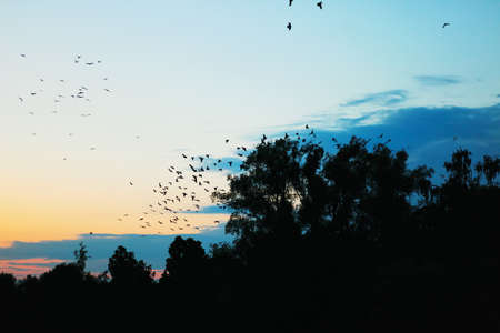The flock of crows fly over a tree.の写真素材